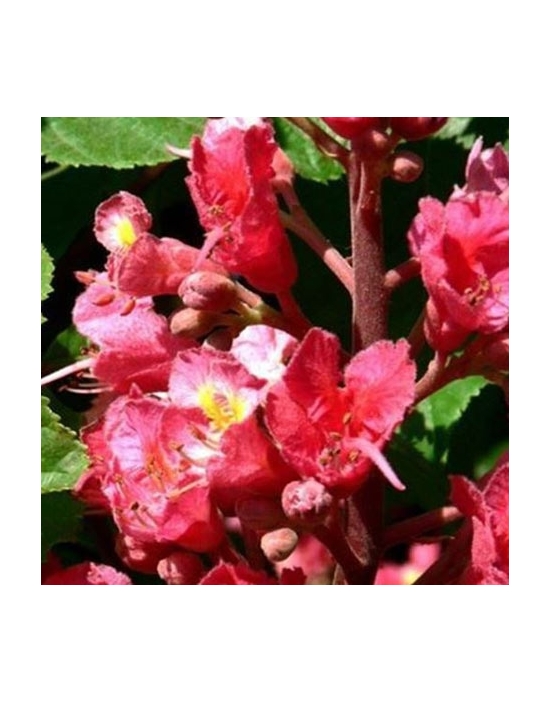 Bio Bachblüten Nr. 25 Red Chestnut / rote Kastanie