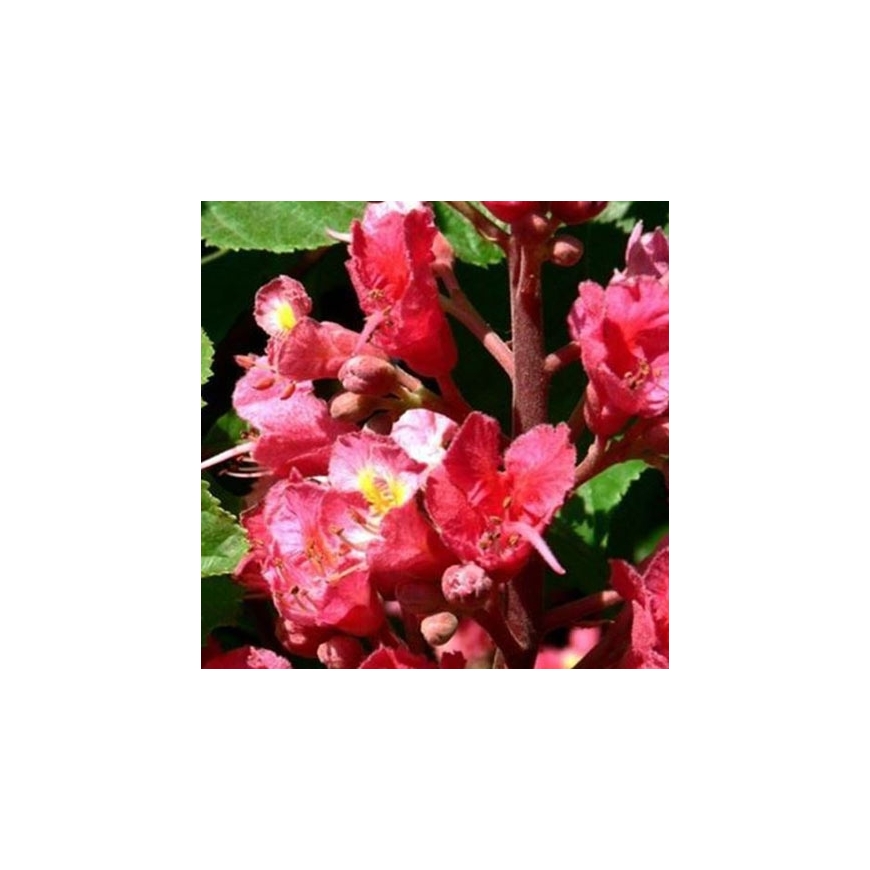 Bio Bachblüten Nr. 25 Red Chestnut / rote Kastanie