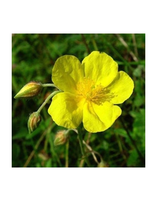 Rock Rose organic Bach Flower Essences No. 26