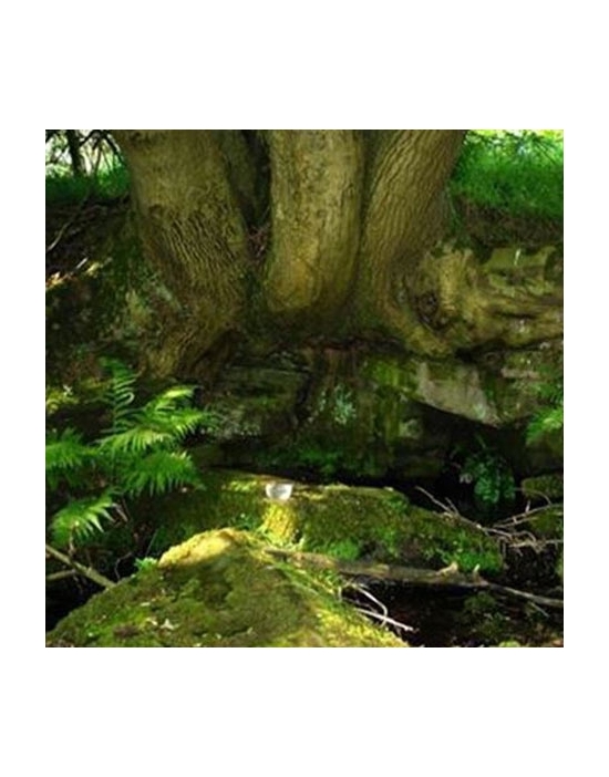 Rock Water organic Bach Flower Essences No. 27