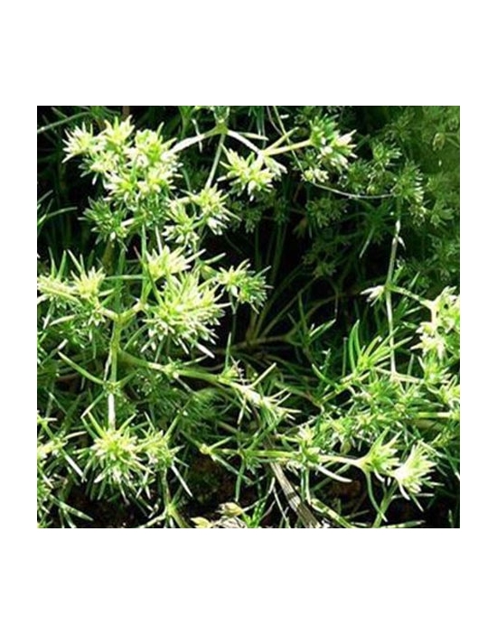 Scleranthus organic Bach Flower Essences No. 28