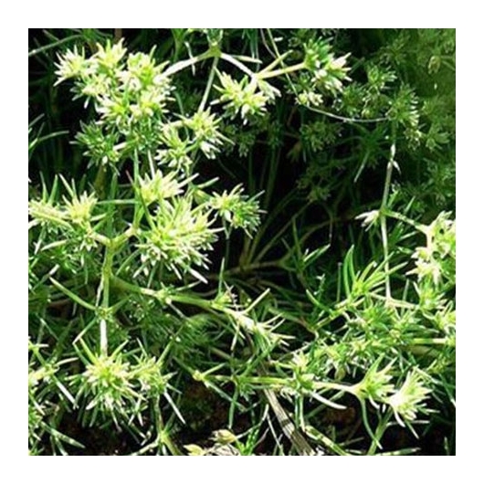 Scleranthus organic Bach Flower Essences No. 28