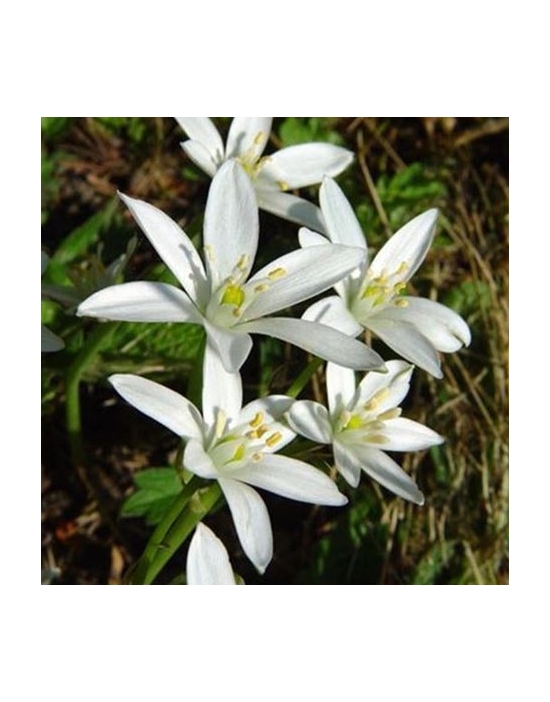 Star of Bethlehem organic Bach Flower Essences No. 29