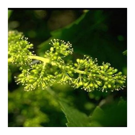 Vine Organic Bach Flower Essences No. 32