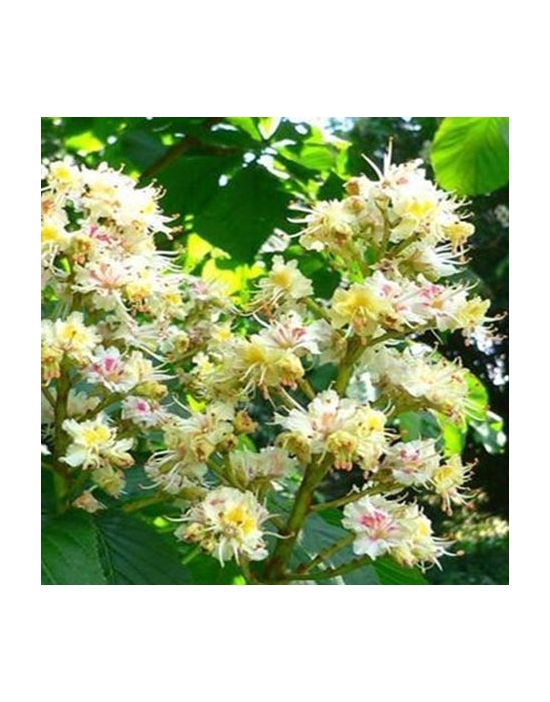 White Chestnut organic Bach Flower Essences No. 35