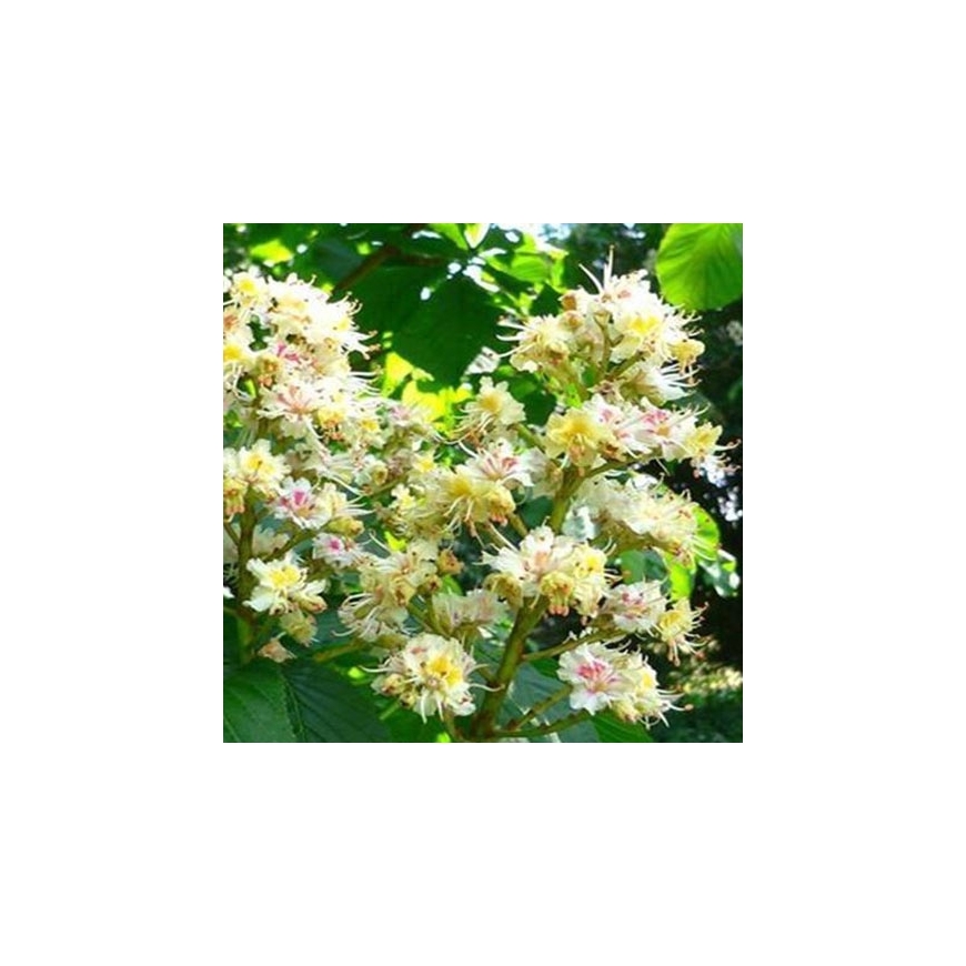 White Chestnut organic Bach Flower Essences No. 35