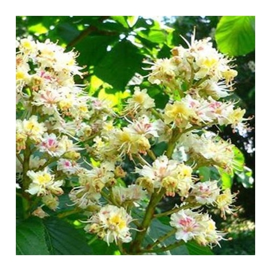 White Chestnut Bio Bachblüten Tropfen Nr. 35 Rosskastanie