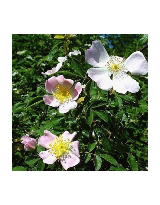 Wild Rose organic Bach Flower Essences No. 37