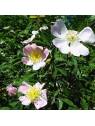 Wild Rose organic Bach Flower Essences No. 37