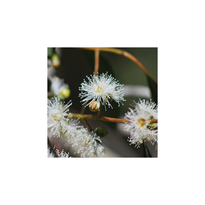 Ribbon Gum Australian Flower Essences Love Remedies