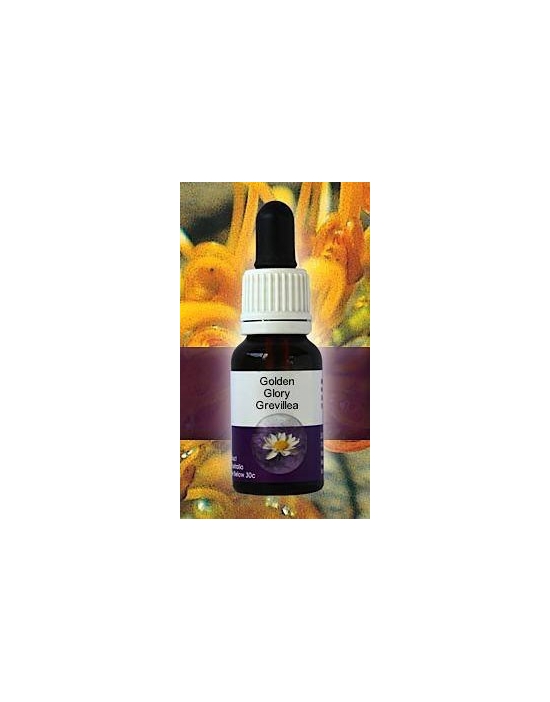 Golden Glory Grevillea Living Essences Stockbottle 15 ml bushflowers