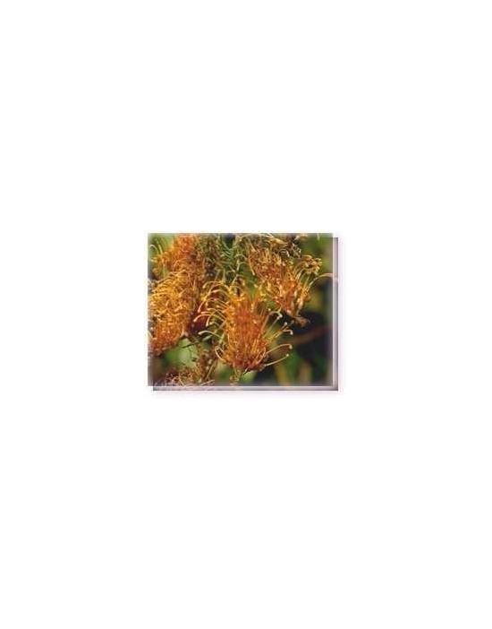 Bushflowers Golden Glory Grevillea Living Essences