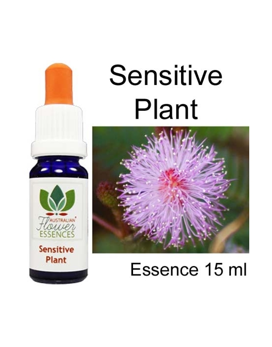 Sensitive Plant Australische Buschblüten Australian Flower Essences