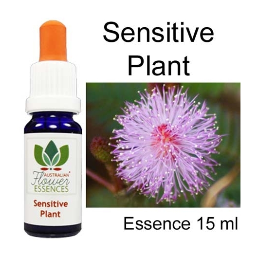 Australian Flower Essences Sensitive Plant