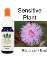 Australian Flower Essences Sensitive Plant