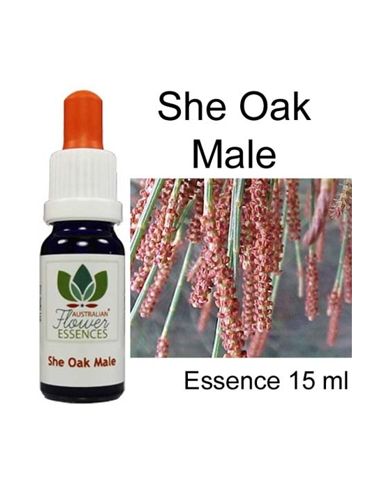 She Oak Male Australische Buschblüten Australian Flower Essences