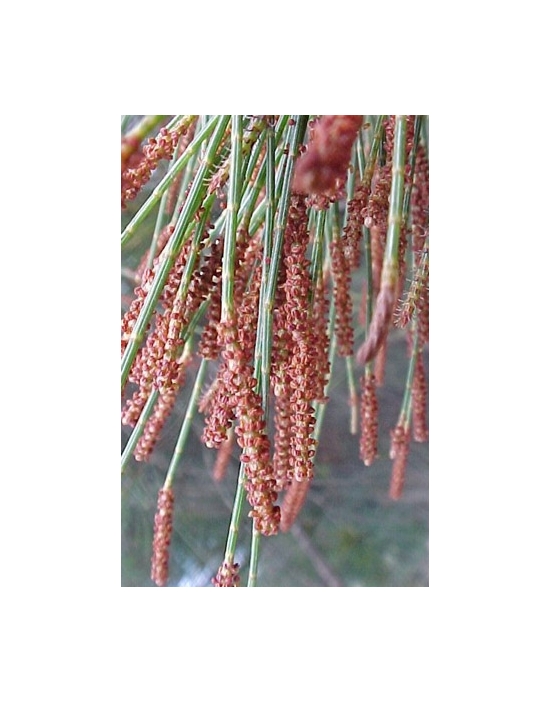 Buschblüten She Oak Male Australian Flower Essences