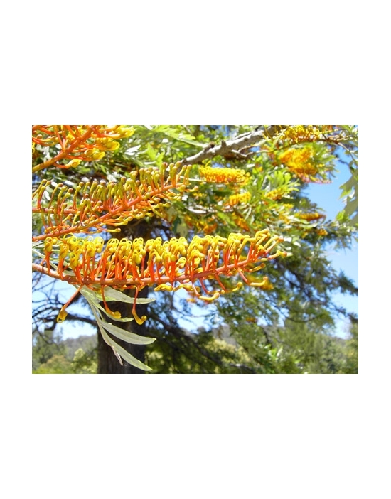 Australische Buschblüten Silky Oak Australian Flower Essences