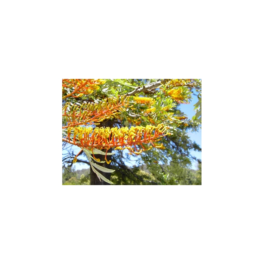 Silky Oak Australian Flower Essences