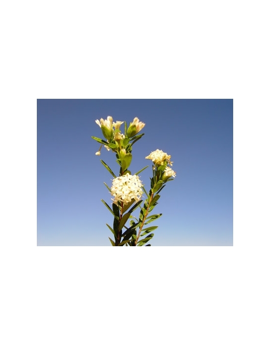 Slender Rice Buschblüten Australian Flower Essences