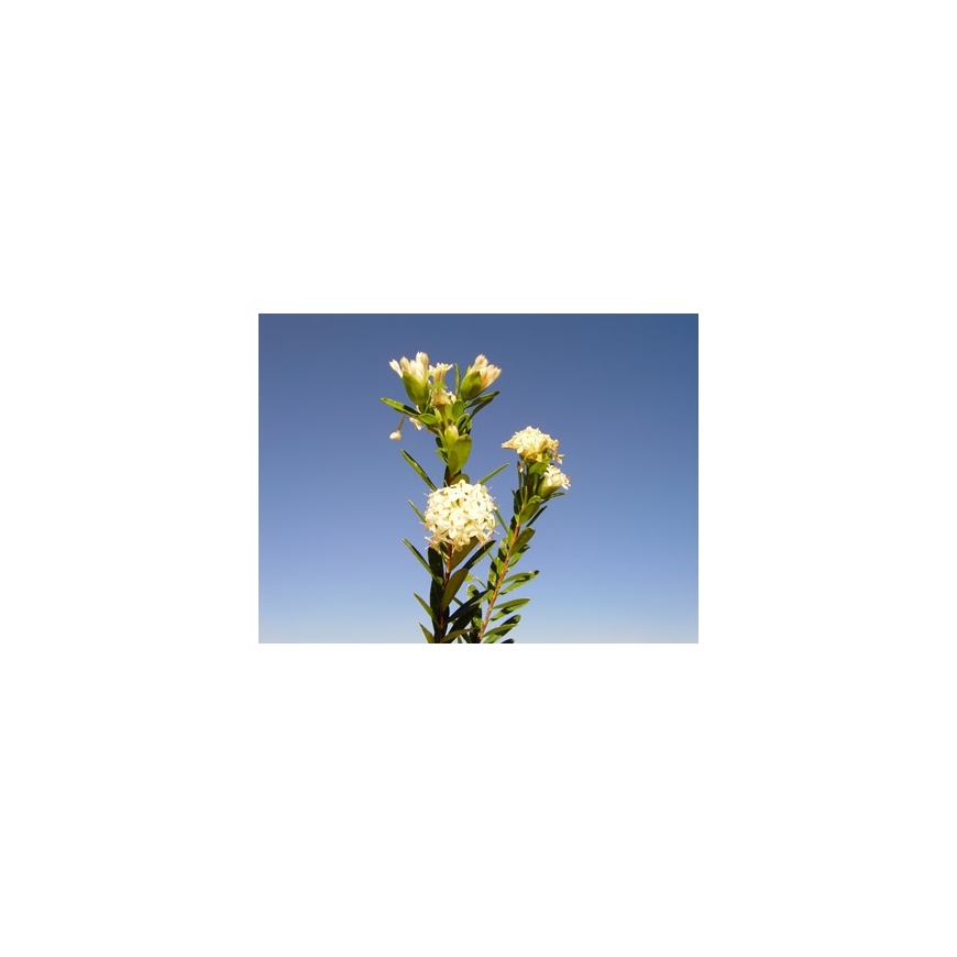 Slender Rice flower fiore