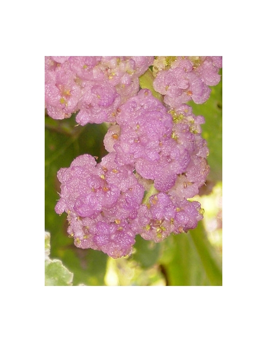 Stinging Tree Australische Buschblüten Australian Flower Essences