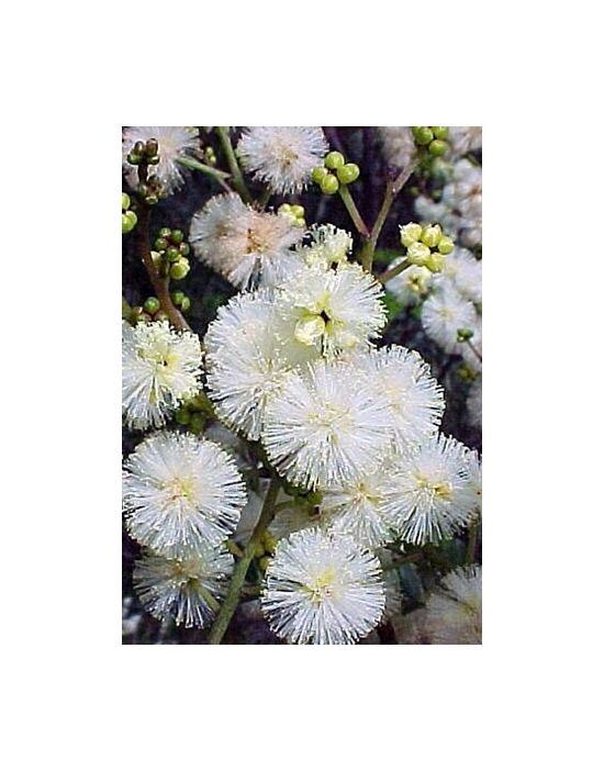 Australische Buschblüten Sunshine Wattle Australian Flower Essences