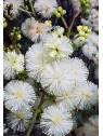 Australian Flower Essences Sunshine Wattle