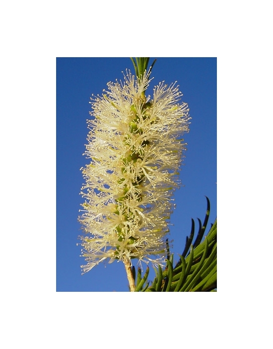 Tea Tree fiore Australian Flower Essences