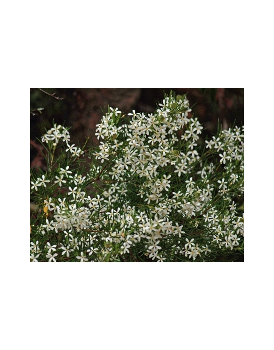 Australian Flower Essences Wedding Bush