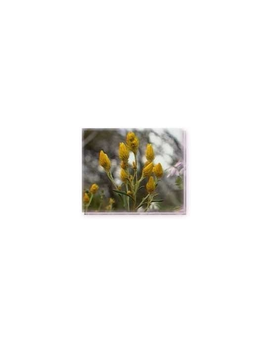 Fiore Golden Waitsia Living Essences