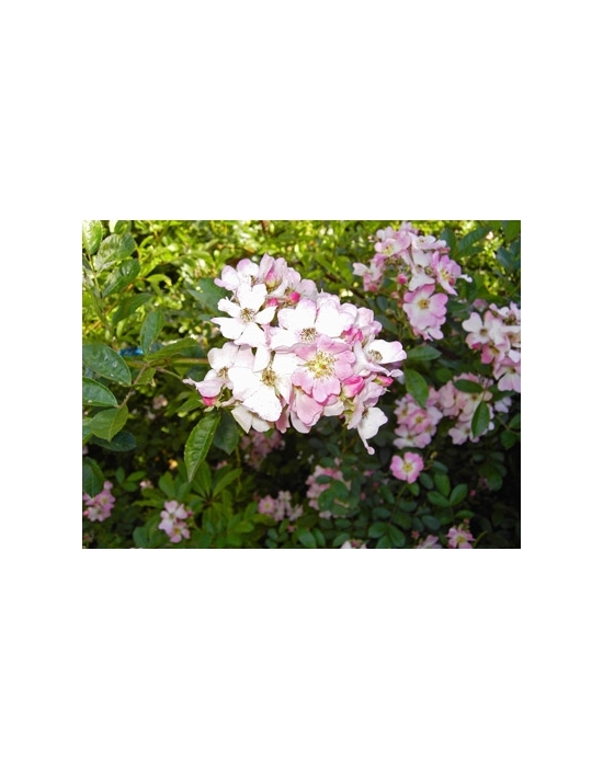 Australian Flower Essences Wild Rose