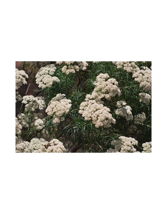 Worrai Australische Buschblüten Australian Flower Essences