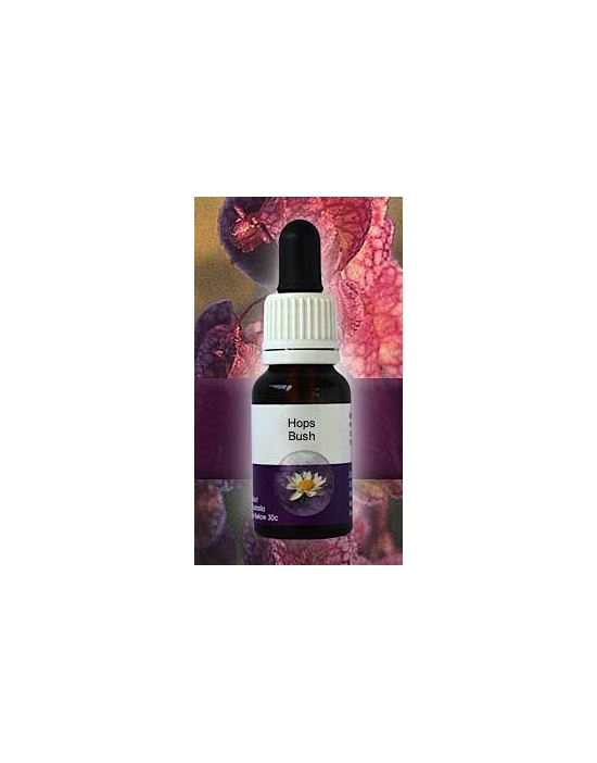Hops Bush Living Essences Stockbottle 15 ml Fiori Australiani