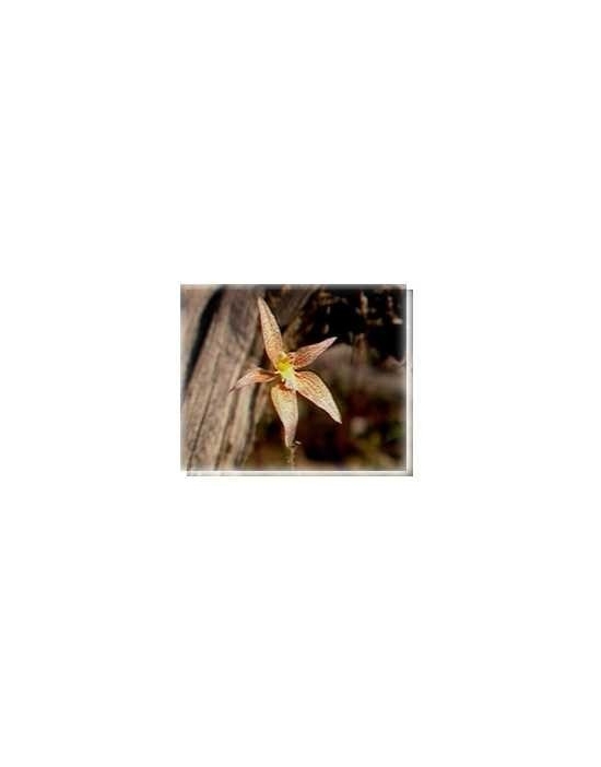 Bachblüten Hybrid Pink Fairy Orchid Living Essences Stockbottle