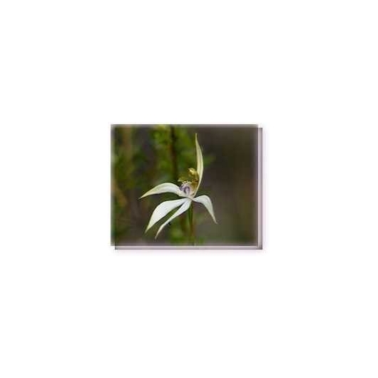 Bachblüten Leafless Orchid Living Essences Stockbottle