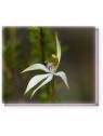 Buschblüten Leafless Orchid Living Essences Stockbottle