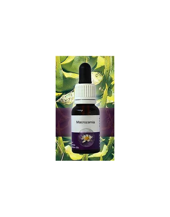 Macrozamia Living Essences Stockbottle 15 ml Australische Bachblüten