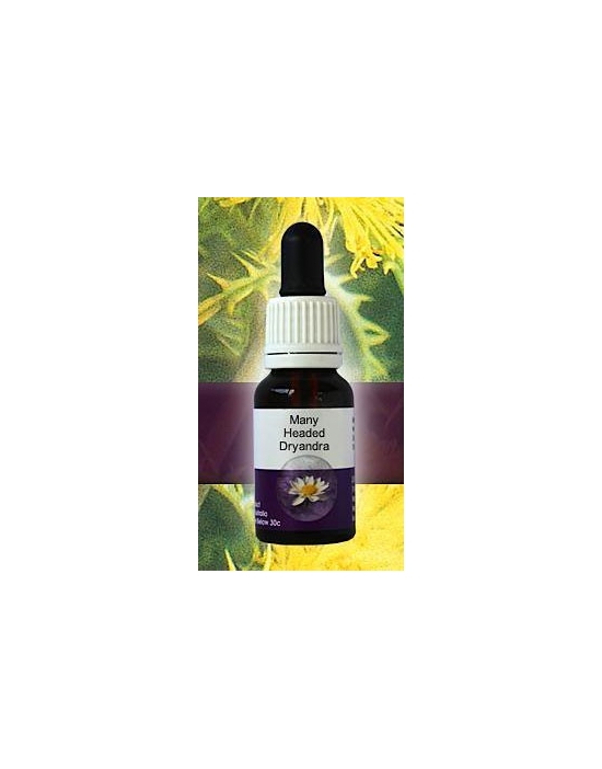 Many Headed Dryandra Living Essences Stockbottle 15 ml Australische Buschblüten