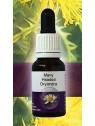 Many Headed Dryandra Living Essences Stockbottle 15 ml bushflowers