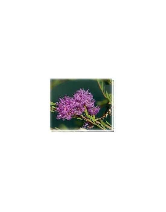 Fiore Mauve Melaleuca Living Essences