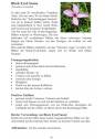 E-Book Auszug der Beschreibung der Buschblüten Black Eyed Susan.