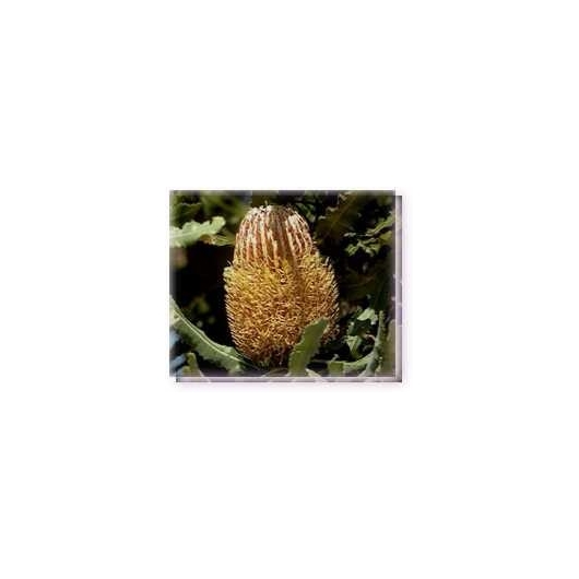 Bachblüten Menzies Banksia Living Essences