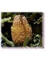 Menzies Banksia Living Essences
