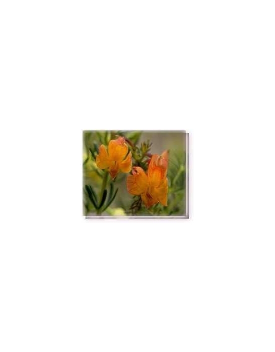 Bachblüten Orange Leschenaultia Living Essences