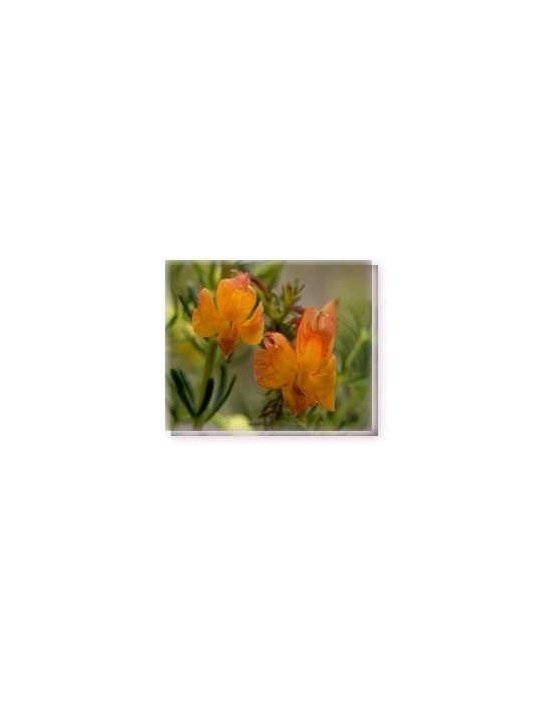 Orange Leschenaultia Living Essences