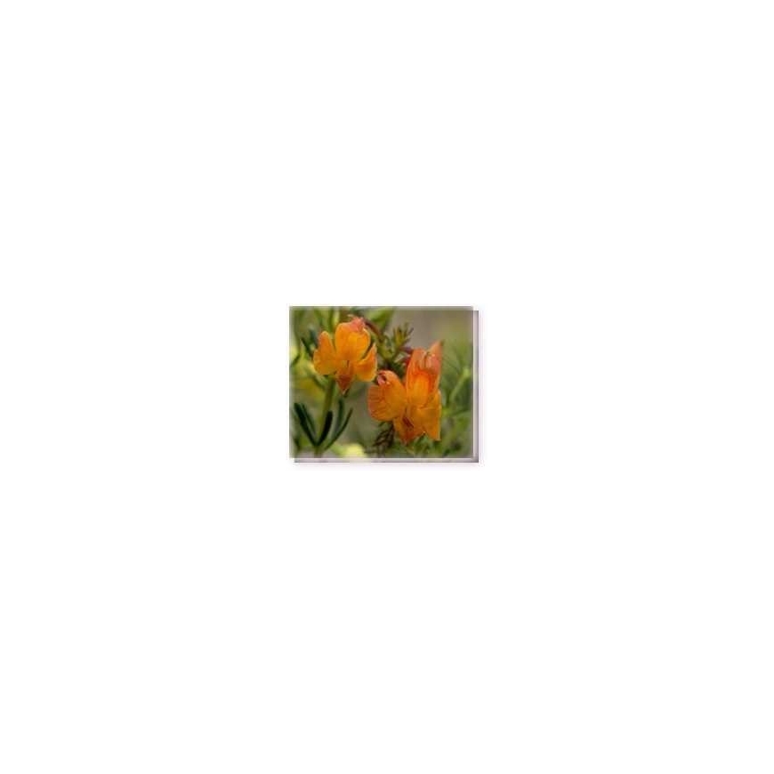 Buschblüten Orange Leschenaultia Living Essences