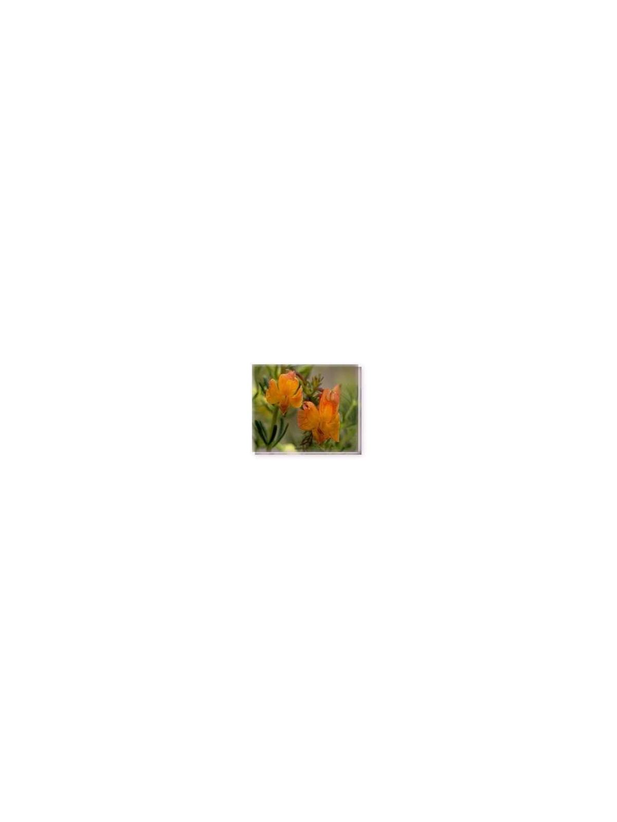 Fiore Orange Leschenaultia Living Essences