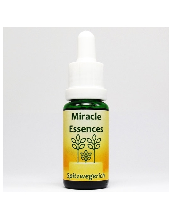 Spitzwegerich Miracle Essences Plantago lanceolata Blütenessenzen