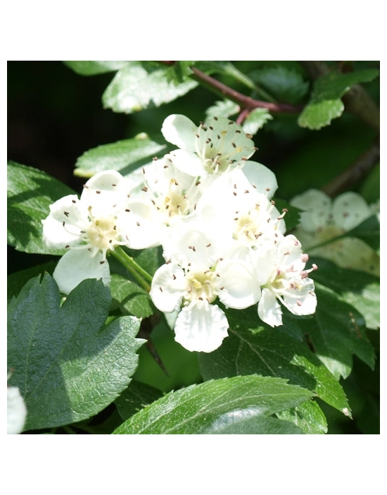 Crataegus oxyacantha WEIßDORN Blüte Miracle Essences Blütenessenzen